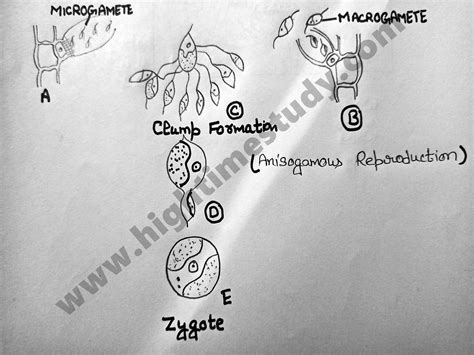 Ectocarpus – HIGH TIME STUDY