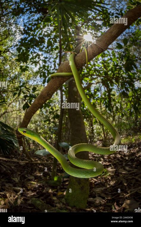 Ocala national forest wildlife hi-res stock photography and images - Alamy