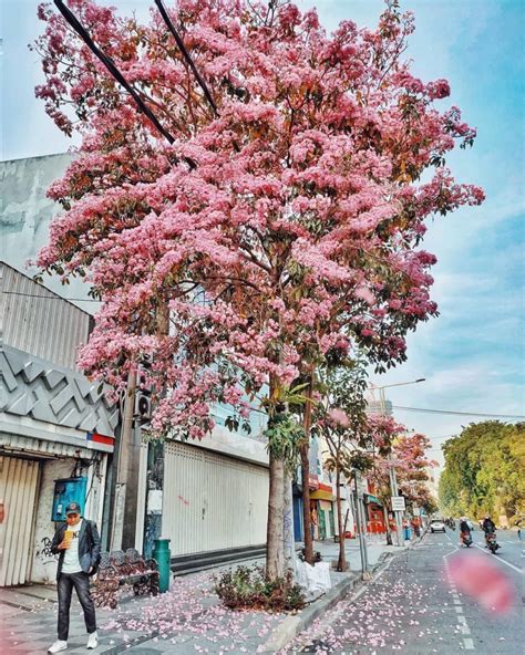 Potret Keindahan Bunga Tabebuya di Surabaya yang Sedang Bermekaran