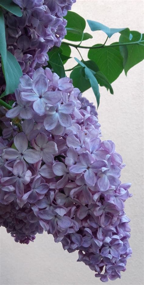 Free lilac in bloom Stock Photo - FreeImages.com