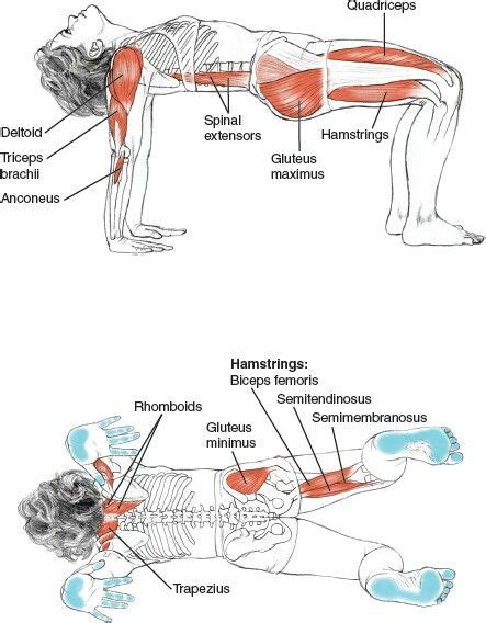 Cobra Pose Muscles Used