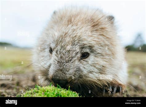 Wombat eating hi-res stock photography and images - Alamy