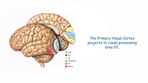 The Primary Visual Cortex - YouTube