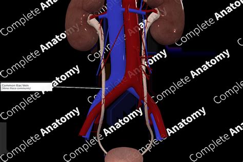 Common Iliac Vein | Complete Anatomy