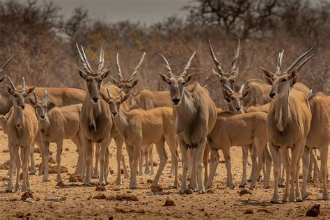 Eland Herd Photograph by MaryJane Sesto | Fine Art America