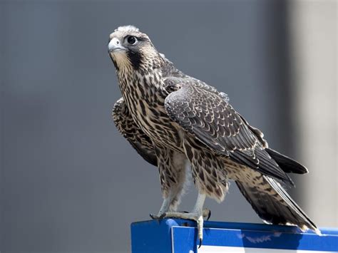 Juvenile Peregrine Falcons (Identification Guide with… | Birdfact