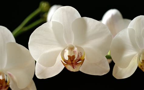 gaeroladid: White Orchid Painting Images