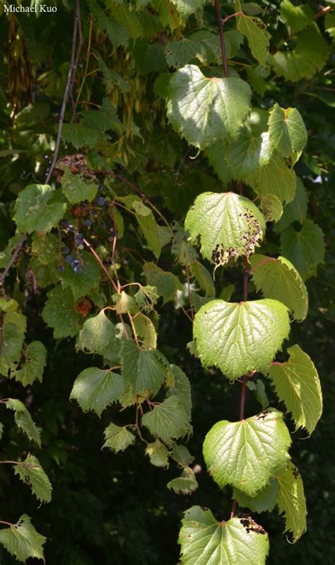 Vitis riparia (riverbank grape) at Midwestnaturalist.Com