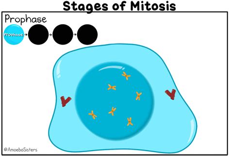 Stages Of Meiosis On Make A Gif | My XXX Hot Girl