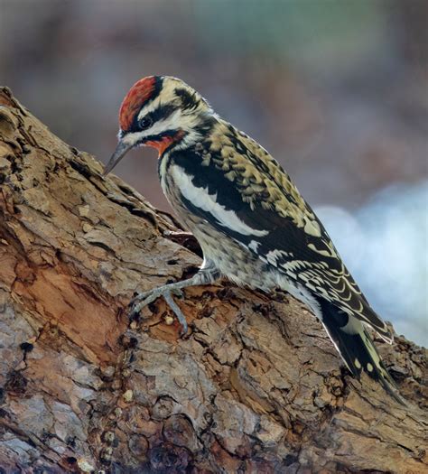 Yellow-bellied Sapsucker | San Diego Bird Spot