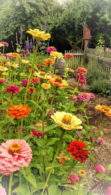 summer | Zinnia garden, Zinnia flowers, Beautiful flowers