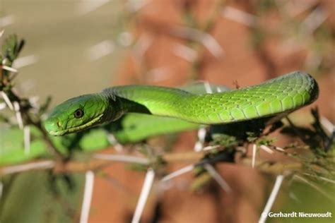 Western Green Mamba Vs Black Mamba ~ planetanimalzone