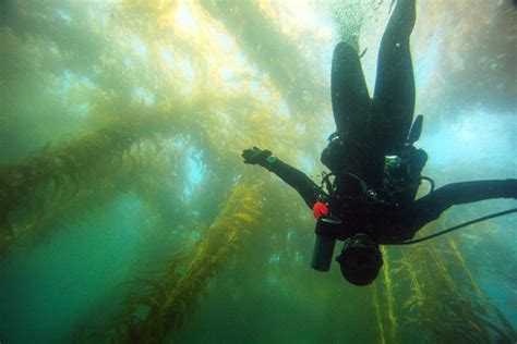 Top 3 San Diego Kelp Forests for Diving • Scuba Diver Girls