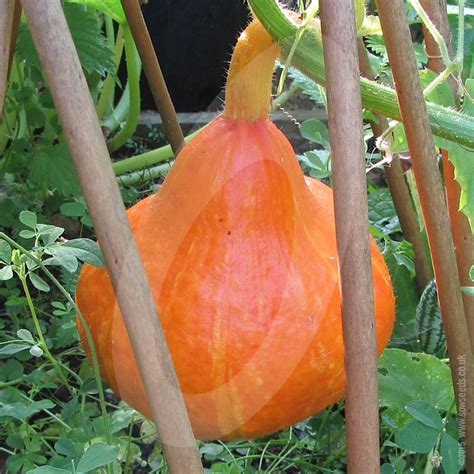 Squash Uchiki Kuri (Red Kuri) Seeds | Quality Seeds from Sow Seeds Ltd