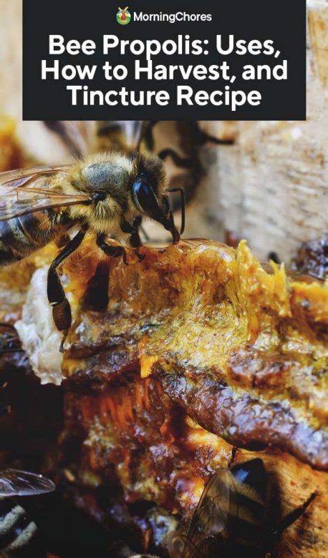 Bee Propolis: Uses, How to Harvest, and Tincture Recipe