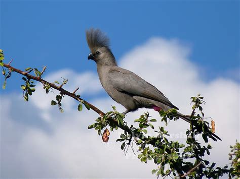 The Grey Go-away-bird (Corythaixoides concolor) | Kelvin Marshall Nature & Wildlife Photography