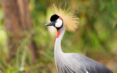 Grey Crowned Crane | Birding Safaris in Uganda | Uganda Safaris Tours