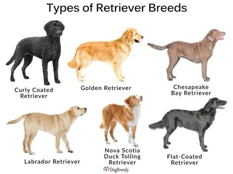 Types of Retriever Breeds