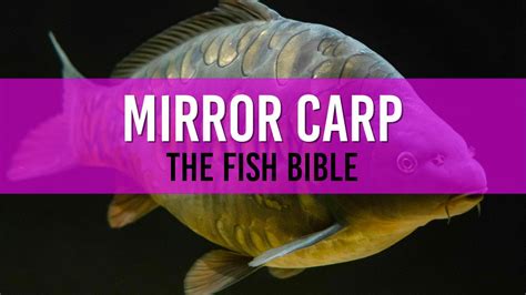 Mirror Carp Pond Fish: The Elegant Guide