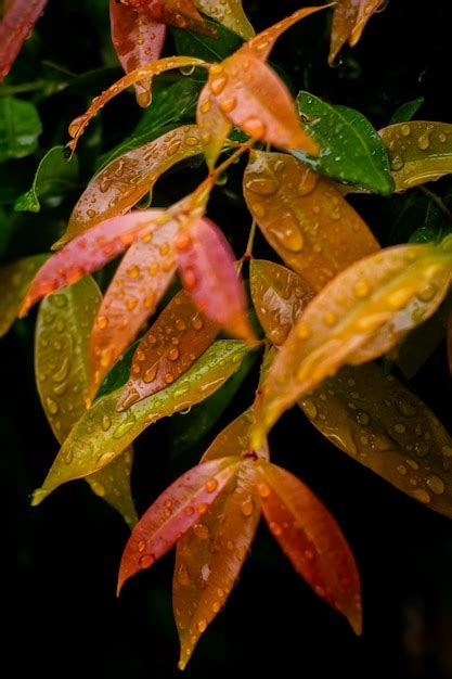 Premium Photo | A tree with colorful leaves and rain drops on it