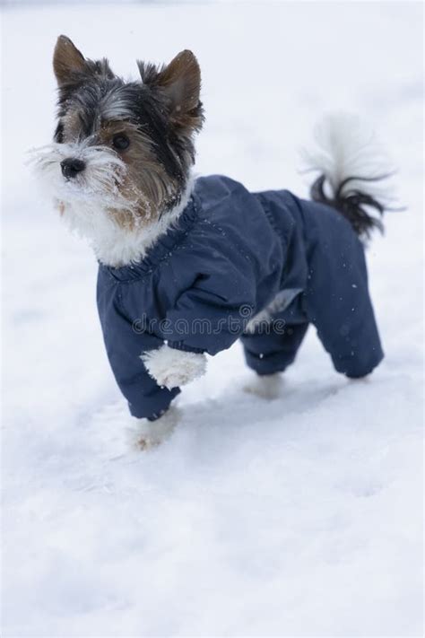 Purebred Beaver Terrier from the Yorkshire Family Stood Up in a Stance Raising His Paw Stock ...