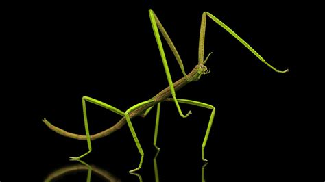 3D phasmatodea stick insect rigged - TurboSquid 1520353