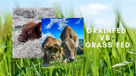 Grain-fed vs. grass fed ghee: 5 difference to learn | Milkio Foods