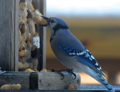 Red and the Peanut: Ol' Blue is at it again...