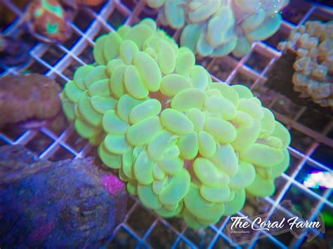 Green Bubble Coral Frags - Buy Online!