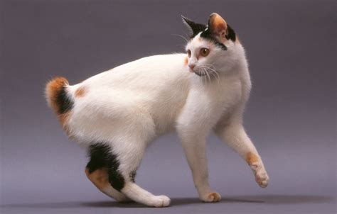 What Do You Call A Cat With A Short Tail at Iva Powell blog