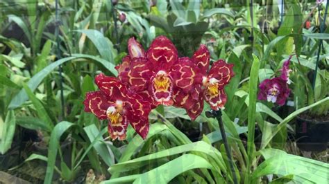 17 Oncidium Orchids and Oncidium Alliance Varieties - Clive Halls Mt ...