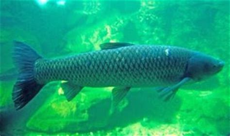 H A Z A R D F I S H I N G: WHITE AMUR ''GRASS CARP''