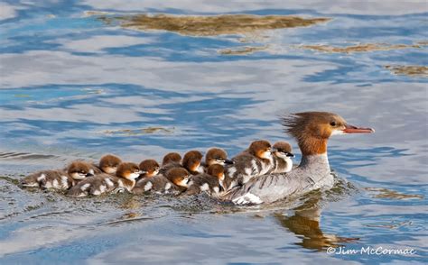 Ohio Birds and Biodiversity: Common Merganser, with babies