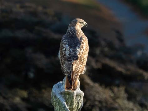 Red-tailed Hawk » HF&G