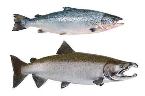 Atlantic and Pacific salmon: What's the difference?