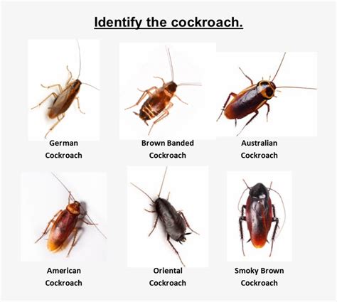 Home / Cockroach Pest Control / Identify The Roach - Australian Cockroach Transparent PNG ...