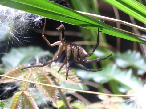 Spider at Sydney zoo by dcoetzee on DeviantArt