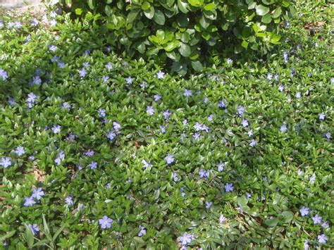 Vinca minor (Bowles, Bowles Periwinkle, Common Periwinkle, Dwarf ...