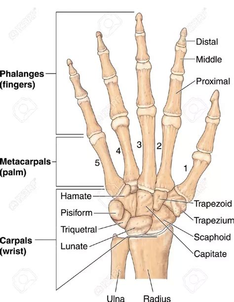 Labeled bones of human hand | Hand bone anatomy, Hand bone, Wrist anatomy