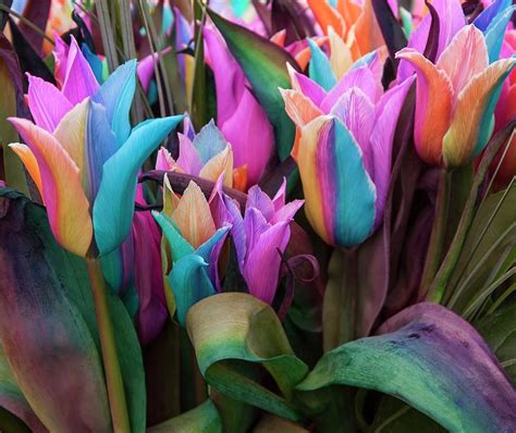 Rainbow Tulips (tulipa Sp.) Photograph by Adrian Thomas/science Photo ...