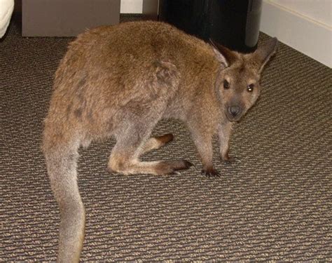 Pet Wallaby Care: A Comprehensive Care Guide for Beginners | PetHelpful