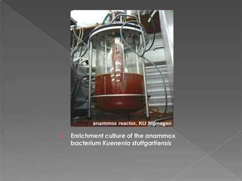 Chemoautotrophs and photosynthetic eubacteria