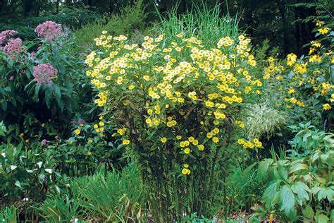 The Best Plants for Sunny Borders - FineGardening