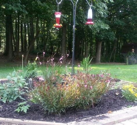 Hummingbird and butterfly gardens | Hummingbird garden, Butterfly garden, Garden arch