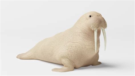 Walrus Augmented Reality (AR) Quick Look Model Educational Teaching Resource