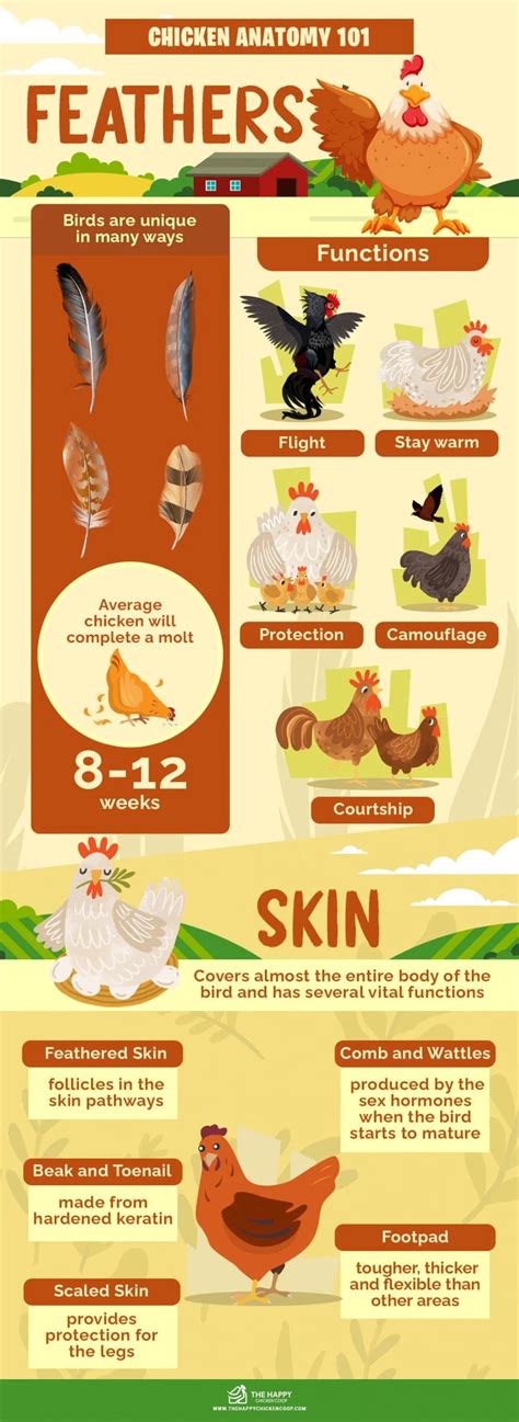 Chicken Anatomy 101: Everything You Need To Know - (2023)