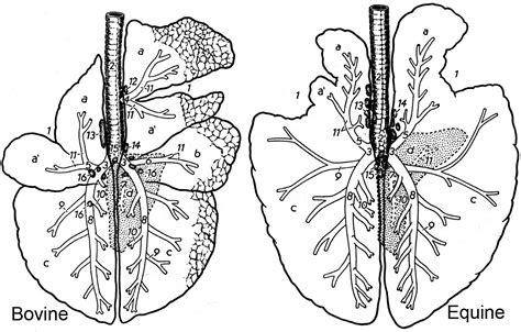 Bronchopulmonary Segments Of The Lungs Lung Segments, 48% OFF