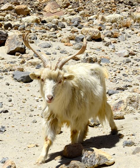 Wild asses, Pashmina goats and yaks in Leh Ladakh, Jammu Kashmir, India ...