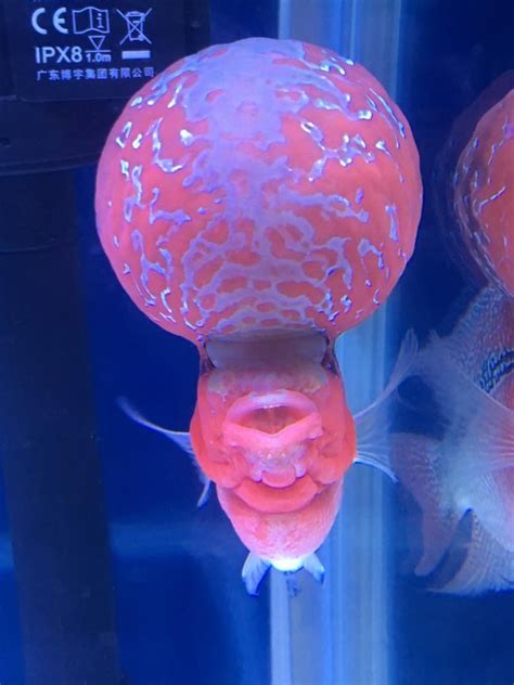 Monster Kok Flowerhorn on show at China International Pet Show ...