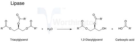 human biology - How do bile salts affect lipase activity? - Biology Stack Exchange